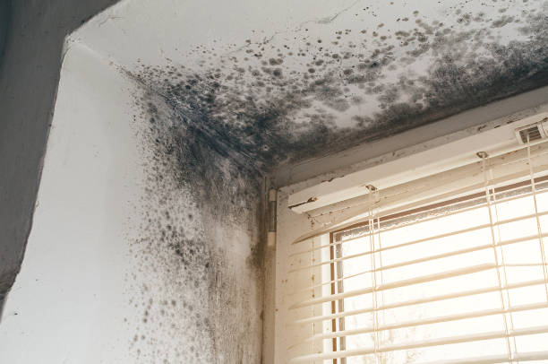 Affordable Basement Mold Removal solutions in Buckley, WA