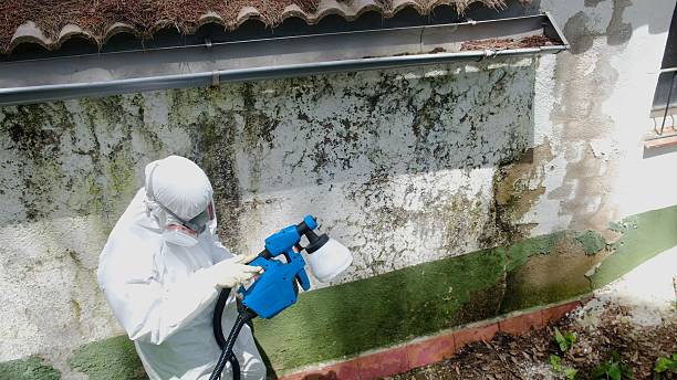 Top rated local Basement Mold Removal specialists in Buckley, WA